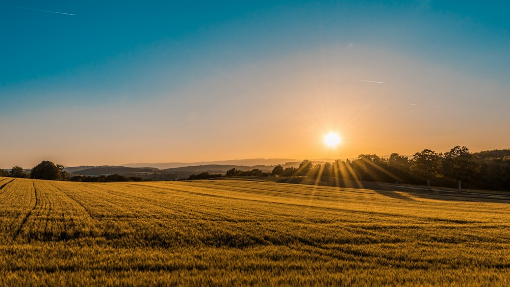 Golden field at sunset with tree